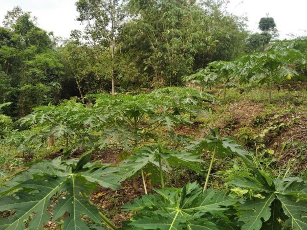 DIJUAL TANAH KEBUN PEPAYA CALIFORNIA DI PETIR SERANG BANTEN